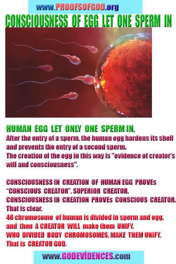 proofs of god, evidences of god, god-proofs, god-signs, god-evidences, god exists, god-real, god is real, provas de deus, evidências de deus, sinais de deus, provas de deus, evidências de deus, deus é real, deus existe 