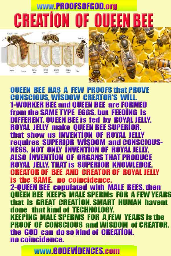 proofs of god, evidences of god, god-proofs, god-signs, god-evidences, god exists, god-real, god is real, provas de deus, evidências de deus, sinais de deus, provas de deus, evidências de deus, deus é real, deus existe 