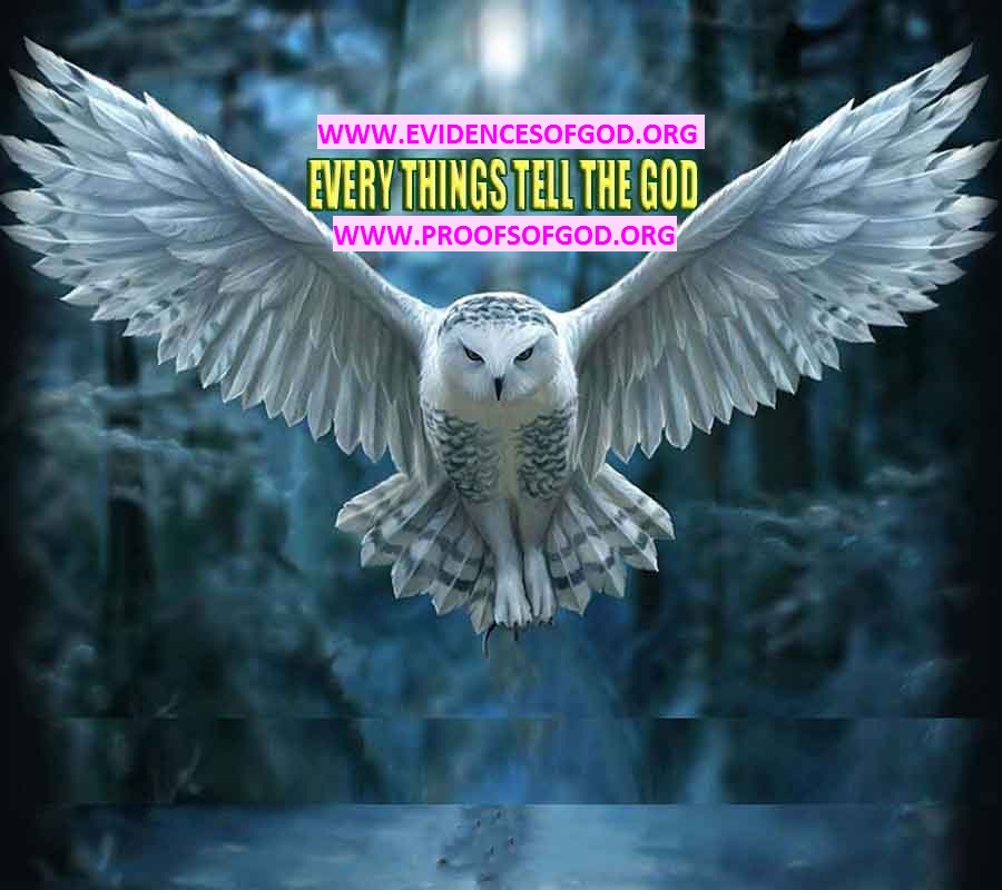 proofs of god, evidences of god, god-proofs, god-signs, god-evidences, god exists, god-real, god is real, pruebas de dios, evidencias de dios, signos de dios, pruebas-dios, evidencias-dios, dios es real, dios existe 